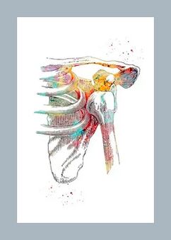 Mejora de la microcirculación en los tejidos articulares y musculares.