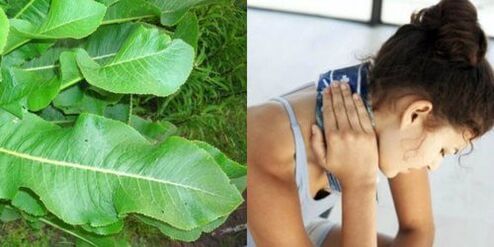 Las hojas de rábano picante son buenas para tratar la osteocondrosis.